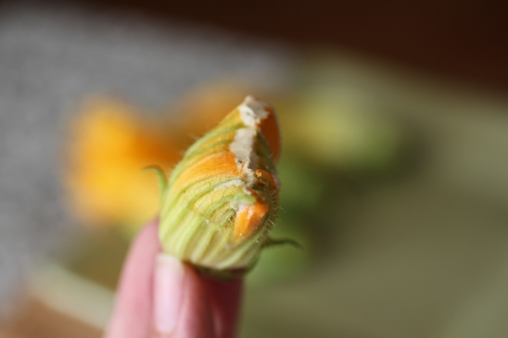 Truffled Ricotta Stuffed Zucchini Blossoms Girl Eats Greens_0014